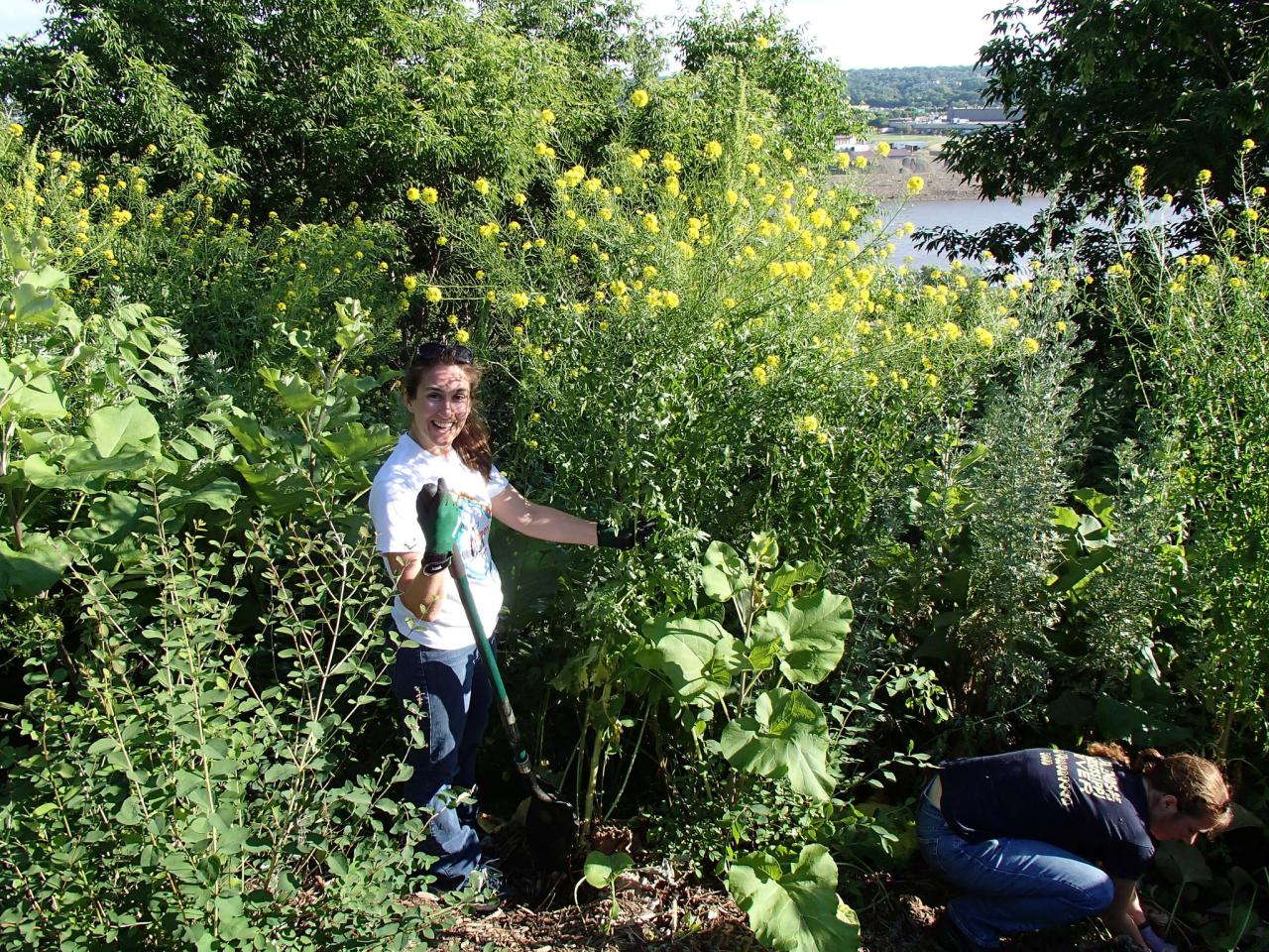 Tending plants at Indian Mounds Park